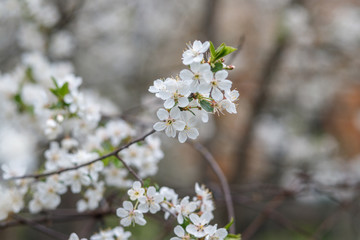 Blooming white flowers cherry orchard in spring.