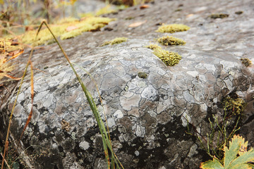 moss on the stone