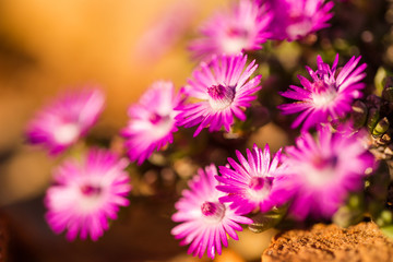 Close up macro view of flower of the succulent vegetation of the Karoo just outside Touwsrivier in...