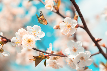 Fototapeta premium Blossoming cherry branches against blue sky and flying butterflies. Spring background. Soft focus
