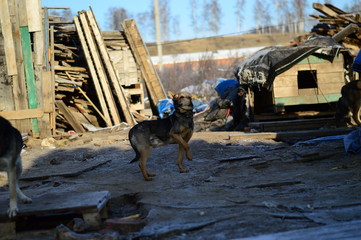 one dog in a dog shelter