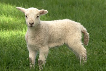 Naklejka na ściany i meble cute lamb in the field