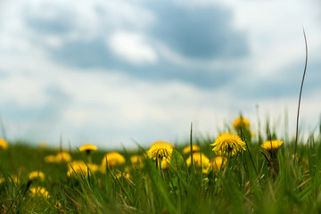 Field with yellow dandelionsagainst blue sky and sun beams. Spring background. Soft focus