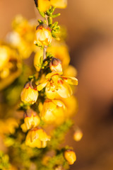 Close up macro view of flower of the succulent vegetation of the Karoo just outside Touwsrivier in the western cape of south africa