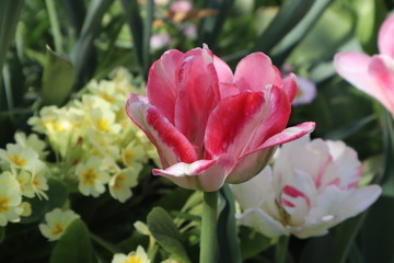 Naklejka premium Terry pink and white tulips in the garden