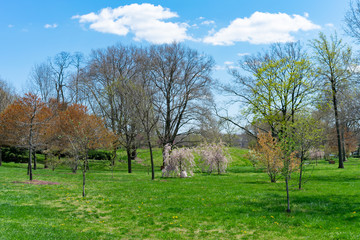 Green Grass and Trees with No People during Spring at Randalls and Wards Islands in New York City