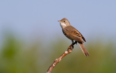 Common Whitethroat, Sylvia communis. In the morning the male bird sitting on a branch of a bush