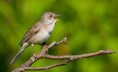 Common Whitethroat, Sylvia communis. In the morning the male bird sitting on a branch of a bush and singing