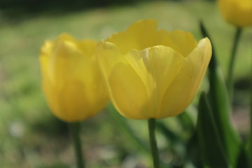 Yellow tulip flowers in the garden