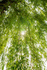 Sunlight e green Tree, Italy