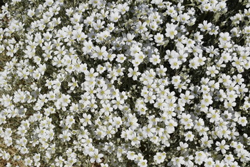 Yasolka (lat. Cerástium) - a genus of herbaceous plants of the family Carnation (Caryophyllaceae). Blooming small white flowers of a stalk flower close-up. Low-growing perennial plant.