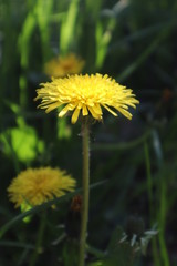 Yellow dandelion flower in the meadow