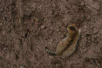 The cat merged with the brown earth. The natural camouflage of animals. | KOROVYAKOVA, SVERDLOVSKAYA OBLAST - 9 MAY 2020.