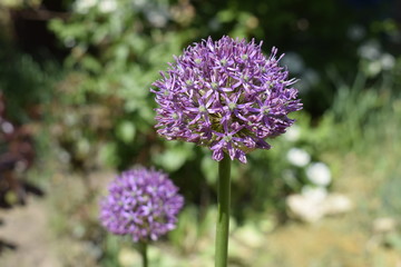 Seeds of onion Suvorov (giant garlic) spherical purple in the garden in bright sunshine.