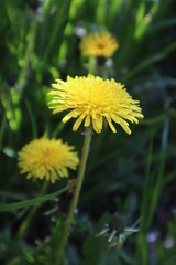 Yellow dandelion flower in the meadow