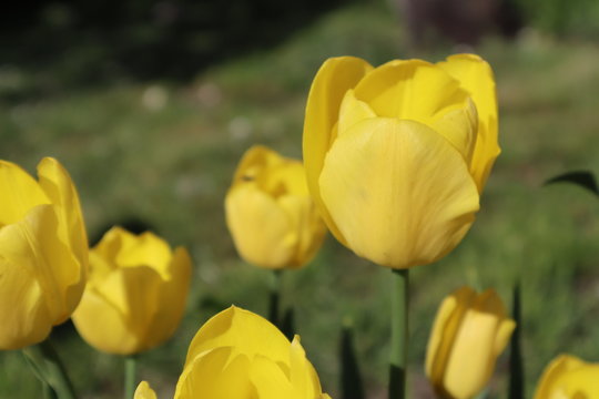 Yellow tulip flowers in the garden