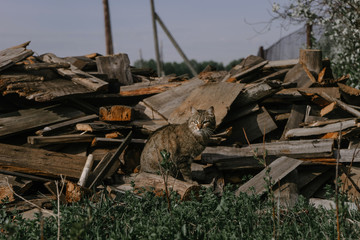 Fototapeta na wymiar The brown cat merged with the background of a large pile of wood in the village | KOROVYAKOVA, SVERDLOVSKAYA OBLAST - 9 MAY 2020.