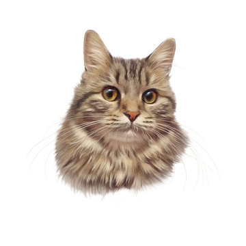 Cute fluffy cat isolated on white background. Realistic portrait of kitten. Drawing of a cat with yellow eyes. Good for print on T-shirt. Art background, banner for pet shop. Hand painted illustration