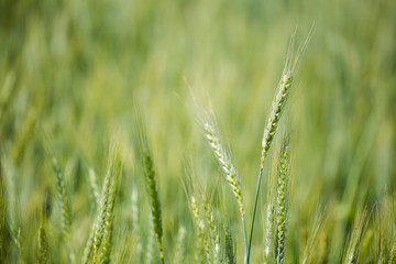 Close up view of young green wheat in a wheat field on a farm in the Swartland region in the western cape of south africa