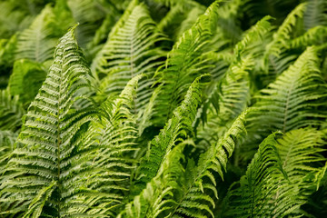 Straußenfarn Farnwedel ausrollen Matteuccia struthiopteris Rispenfarngewächse Sporangien Spirale Symbol Sinnbild Kraft leben Sprießen Wachstum Energie Frühling Jahrezeiten Zyklus Rombergpark Dortmund