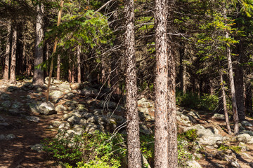 Obraz premium Moraine Lake nature scenery inside Banff National Park, Alberta, Canada