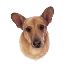 Dorgi Mixed Dog Breed. Illustration of a dog head isolated on white background. Realistic Portrait of Pet. Animal collection. Art background for banner. Good for print t shirt, pillow. Design template
