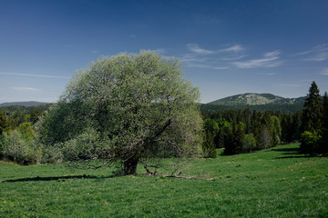 The tree in the forest and meadow in the mountains on the background of the sky with clouds.