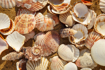 A lot of seashells on the beach sand, seashell summer background, view from top