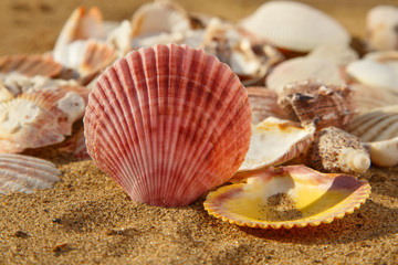Big red seashell on the beach sand with other various seashells, seashell summer background, close up