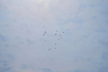A flock of cranes in the sky in the morning in Ukraine. Bottom view. Copy space.
