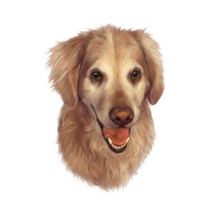 Portrait of a Golden Retriever. Illustration of a Guide dog isolated on white background. Watercolor Animal art collection: Dogs. Hand Painted Illustration of Pet. Good for banner, T-shirt, pillow