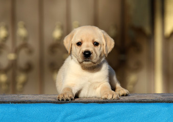 a labrador puppy on a blue background