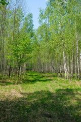  A deserted trail in a birch forest. Hiking in the wild in Ukraine. 