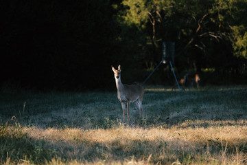 Wildlife in nature shows doe deer in rural landscape during sunset, peeking out from shadows.