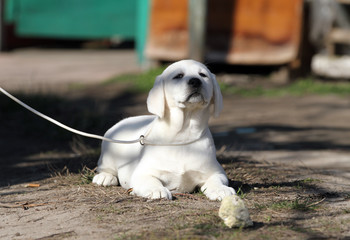 yellow labrador in the park