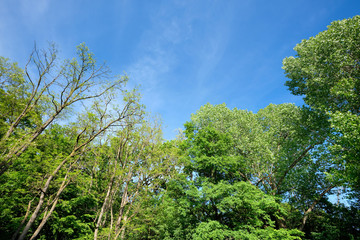 Beautiful green deciduous trees with lush green foliage in springtime against blue sky. Seen in Germany in May.