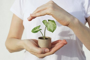 Woman holding young green plant in hands. Environmental protection concept.