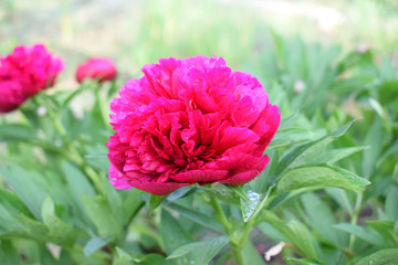 Beautiful red bloomed peon covered with morning dew on a blurred background.