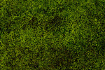 Texture of green micro leaves similar to moss.