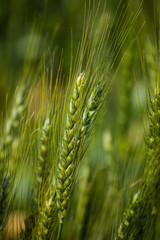 Close up view of young green wheat in a wheat field on a farm in the Swartland region in the western cape of south africa