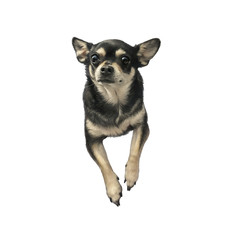 Black Chihuahua mini dog. Realistic Illustration of a toy terrier with paws isolated on white background. Animal art collection: Dogs. Cute puppy. Hand Painted Illustration of Pet. Design template