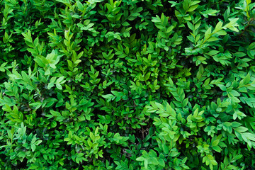 A boxwood in the spring garden. Small green leaves texture background. A green plant. Eco wall.
