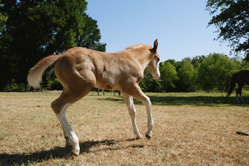 Naklejka na ściany i meble Foal horse close up running through farm field.