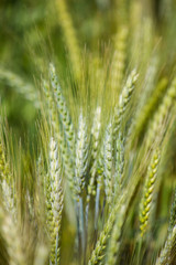 Fototapeta premium Close up view of young green wheat in a wheat field on a farm in the Swartland region in the western cape of south africa
