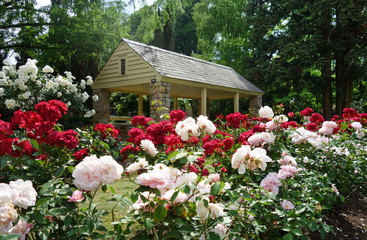 Fototapeta na wymiar The Rose Garden in Raleigh North Carolina
