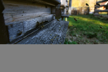 Traditional Czech beekeeping's routine during the springtime.