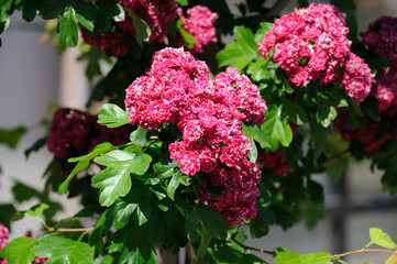 young red flowers of Indian lagerstroemia on a tree in a city park