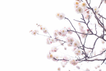 梅の花