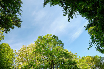 Beautiful green deciduous trees with lush green foliage in springtime against blue sky as background. Seen in Germany in May.