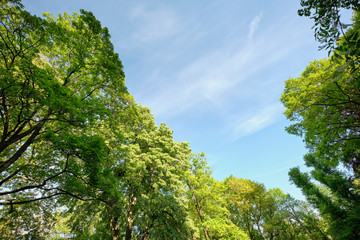 Beautiful green deciduous trees with lush green foliage in springtime against blue sky as background. Seen in Germany in May.